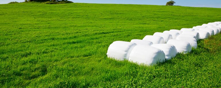 bales in a field